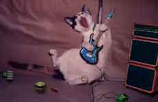 o le chat